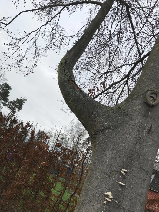 Bokträd med sprucken bark och flera tickor, med lövfällande grenar i bakgrunden.