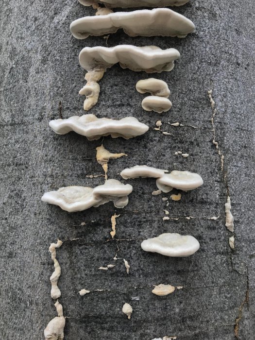 Svampar av typen ticka på den spruckna barken av en bokträd.