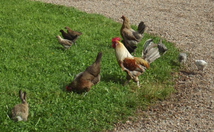 Höns och en hare på gårdsplanen bredvid grönt gräs och grus, i hemmiljö.