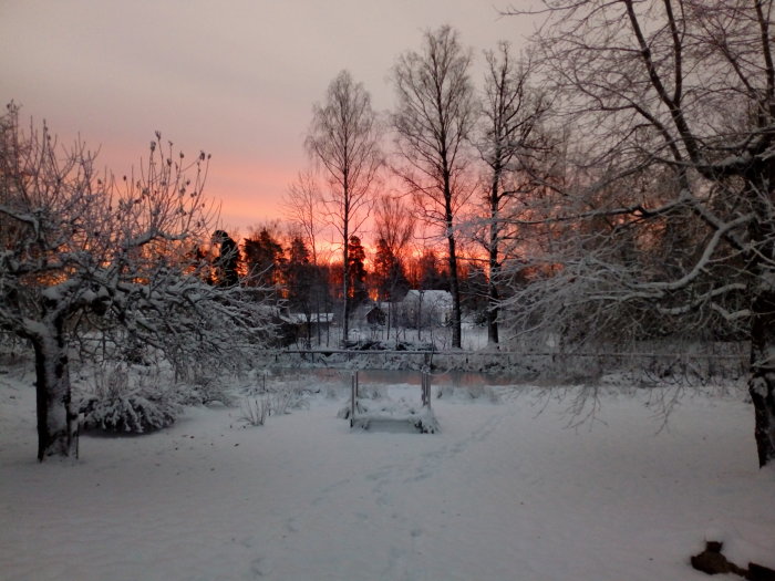 Soluppgång med röd himmel sedd genom snöklädda träd och snötäckt mark.