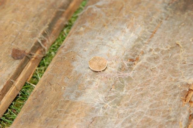 DSC_7453.jpg