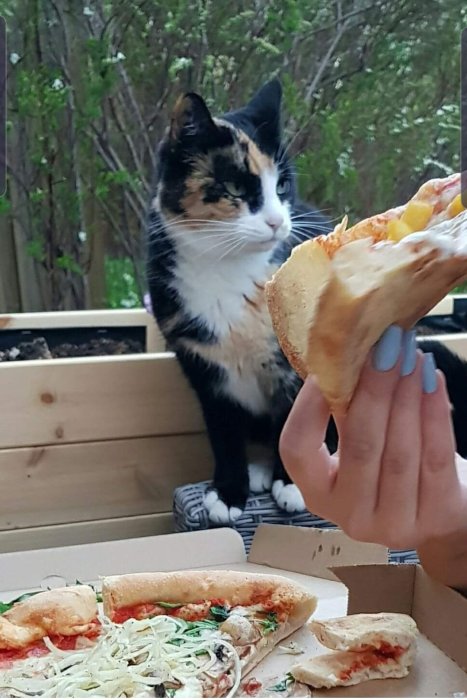 Tricolor katt tittar på en bit pizza som en hand håller fram, med en öppen pizzakartong i förgrunden.