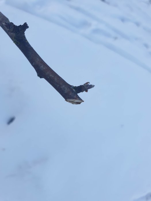 Närbild på ett nyligen beskuret grensnitt på ett äppelträd mot en snöig bakgrund.