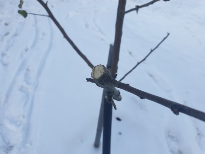 Närbild på ett nyligen beskuret äppelträdsgren med ojämnt snittyta, i en snöig trädgård.