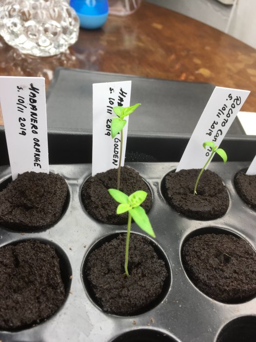 Chilifrön groende i planteringsbricka, två små plantor med etiketter, odlingsjord i celler.