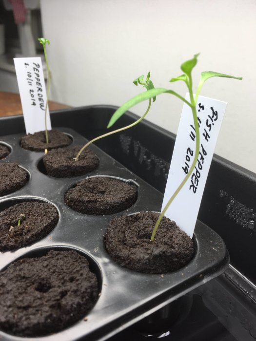 Chilifrön groende i jordpluggar med en späd chiliplanta som sträcker sig mot ljuset, etiketter markerar sorterna.