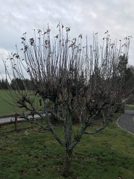 Äppelträd med många nakna grenar och några kvarvarande döda löv, behov av beskärning.