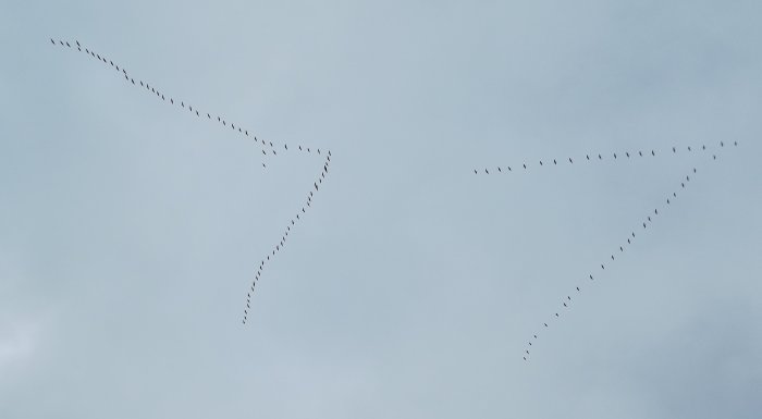 Formation av fåglar i himlen som liknar jetflygplansuppställning.