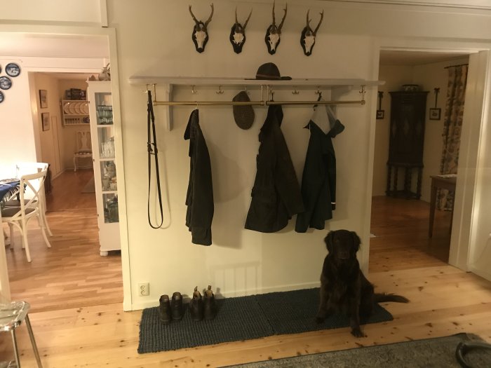 Monterad hatthylla med beslag och kläder på vägg, inklusive huvudbonader och skor på golv, med hund sittande framför.