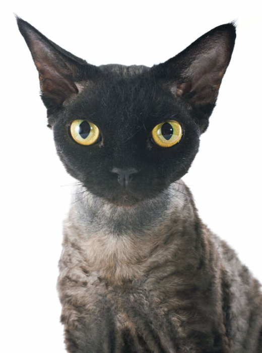 Svart Cornish Rex-katt med stora gula ögon och krullig päls ser framåt.