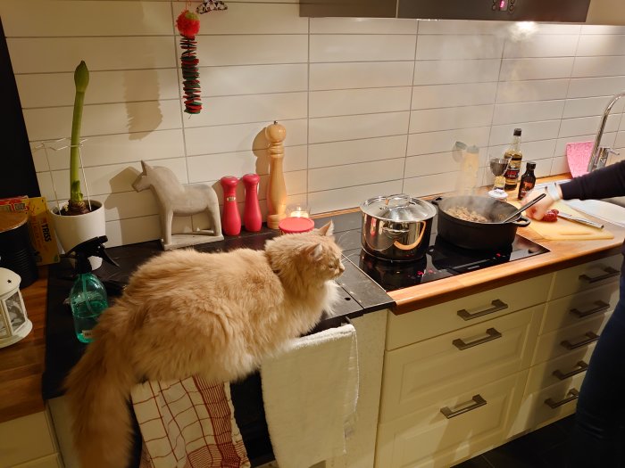 En fluffig katt tittar på medan någon lagar kött i en stekpanna på köksbänken.