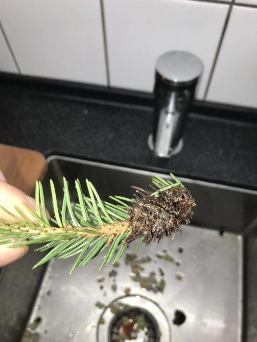Närbild av en grangren med tätt sittande insektsbo av små larver mot en köksbakgrund.