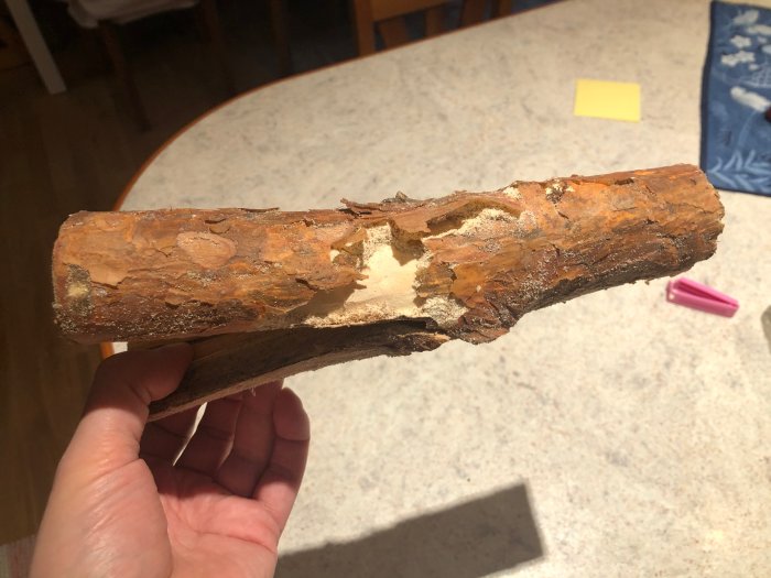 Hand håller vedträ som uppvisar ytskador, troligen från skadedjur, med synliga spån.