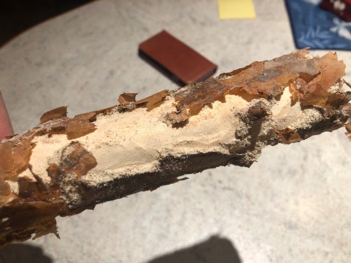 Närbild på en vedbit med synlig spån och skador på ytan som kan tyda på insektsangrepp.