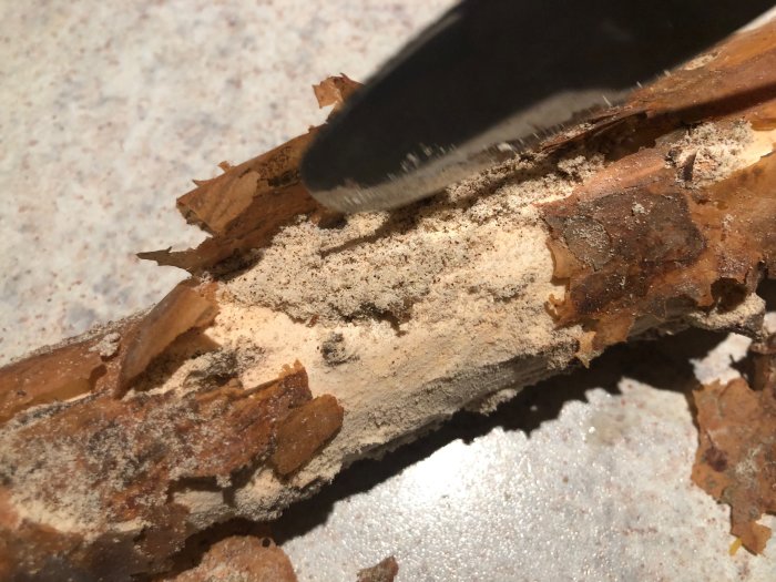 Närbild av en vedbit med skador och spån som tyder på insektsangrepp, ligger på vit yta.