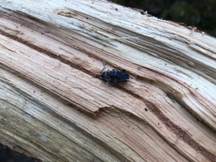 En död blåhjonskropp på klyvet trä med sägspån.