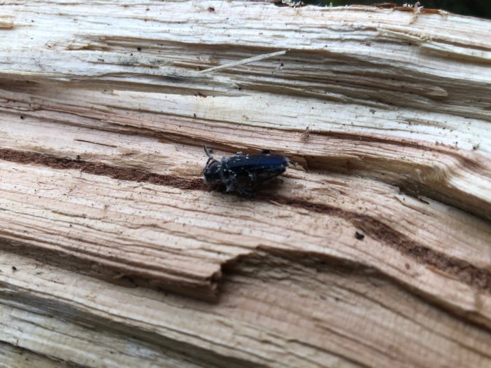 Dött insekt liknande blåhjon på ett stycke spånat trä.