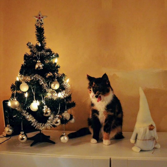 Katt som gäspar bredvid en liten julgran och en juldekoration i form av en tomte.