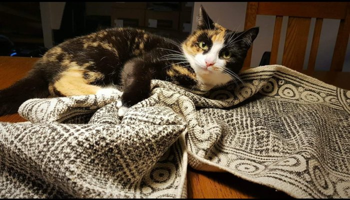 Tricolor katt ligger på en mönstrad filt med liknande färger som katten.