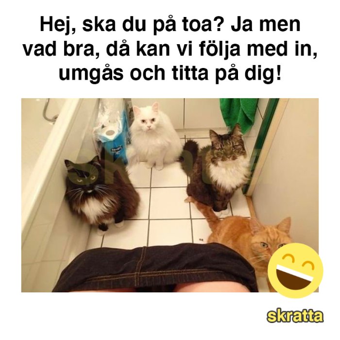 Fyra katter tittar upp mot kameran i ett badrum, med en mänsklig figur i förgrunden och en textmeme.