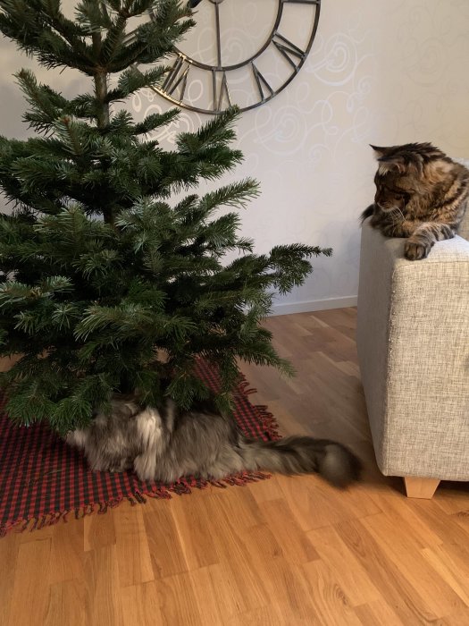 Två katter vid ett nytt julträd inne i ett hem, en ligger på en matta och en sitter på en soffa.