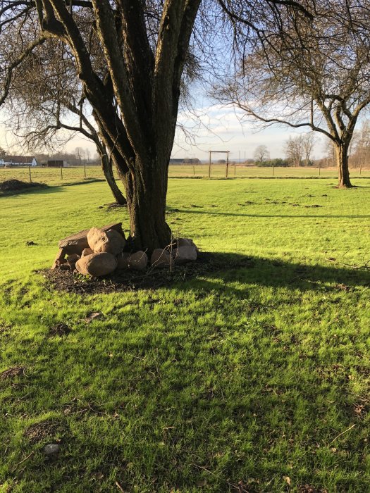 Soligt landskap i Skåne med stort träd, stenar och grönt gräs.