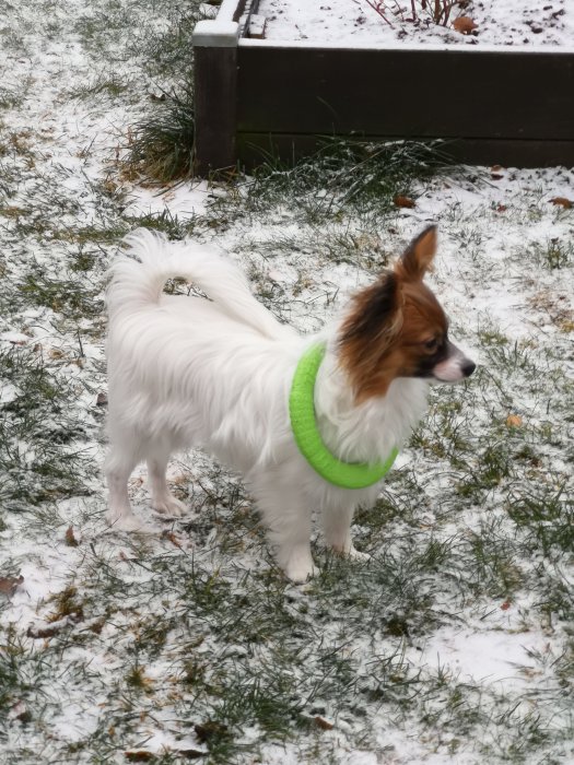 Vit och brun hund med grön halsring står i snötäckt gräsmatta och ser förvirrad ut.