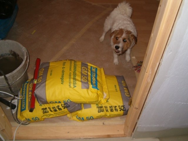 Hund i en byggarbetsplats med byggmaterial och en cementhink.