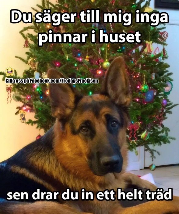 Schäferhund framför en julgran med texten "Du säger till mig inga pinnar i huset sen drar du in ett helt träd".