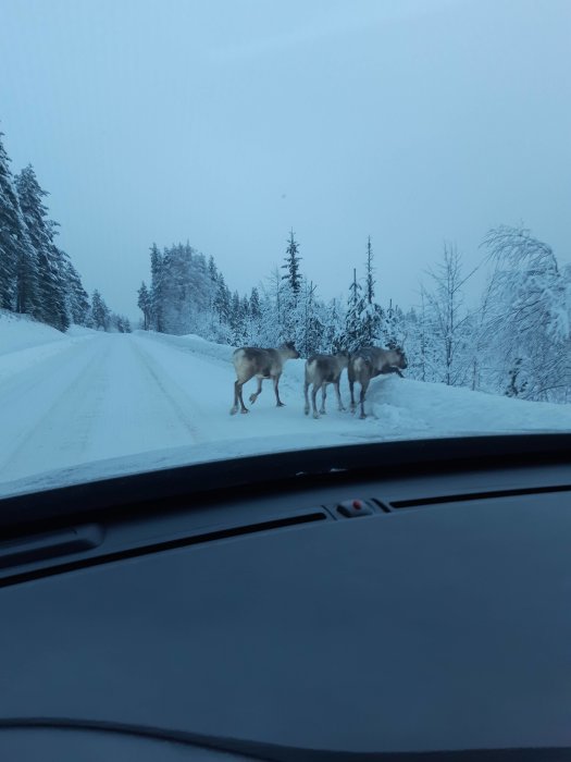 Två renar på en snöig väg sett från ett bilfönster, omgiven av vinterlandskap.