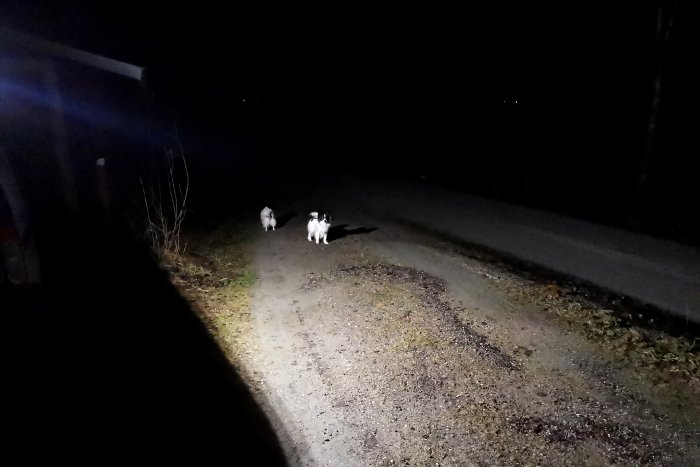 Laddningsbar strålkastare lyser upp en mörk väg där två hundar går.