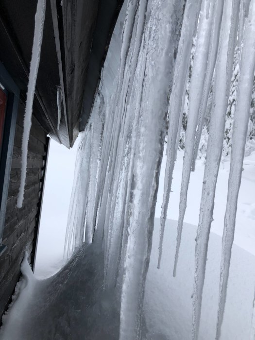 Stora istappar hängande från taket på ett hus med snödriva nedanför.