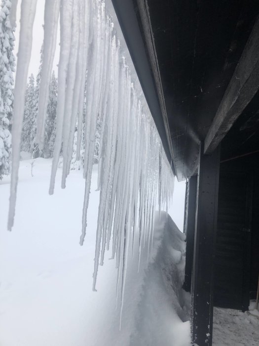 Långa istappar hänger från takfoten på ett fritidshus med snödrivor nedanför.