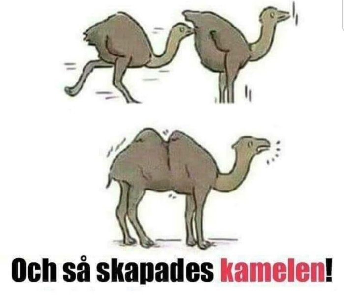 Humoristisk illustration av två dinosaurier som tillsammans formar en kamel med texten "Och så skapades kamelen".