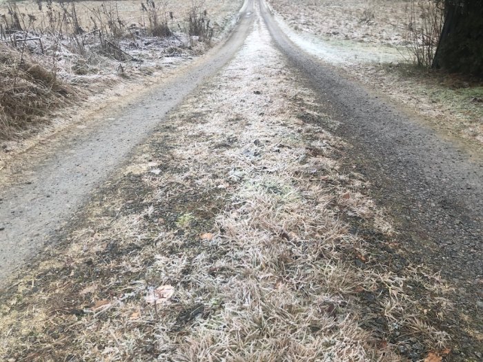 Grusväg med djupa körspår och en upphöjd mittremsa av packad lera och gräs. Frost på marken.