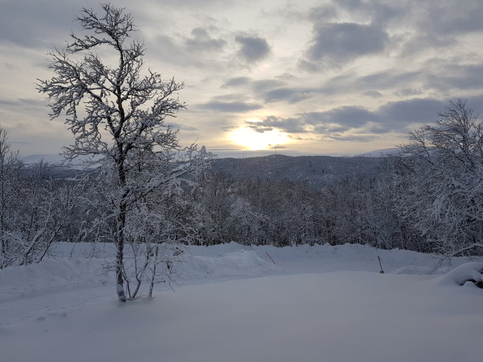 Vinterlandskap med snötäckta träd och solnedgång i fjärran.