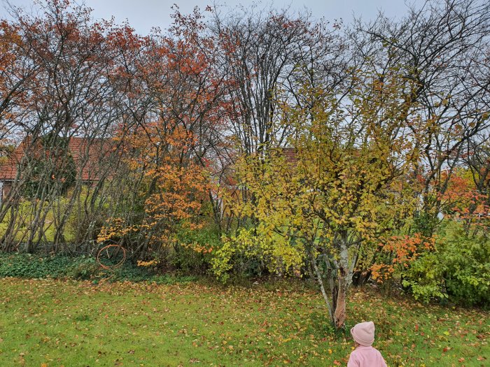 Häck med gles nedre del och täta löv högst upp i höstfärger, litet äppelträd framför, oktober.