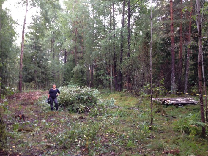 Person som röjer i en skogstomt med fällda träd och grenar på marken, omgivet av grönska.