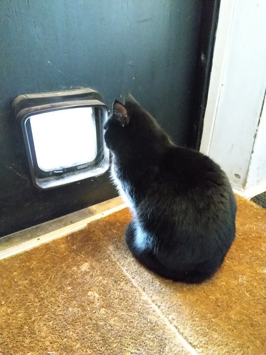 Svart katt sitter inomhus och tittar genom en öppen kattlucka, likt att se på TV.