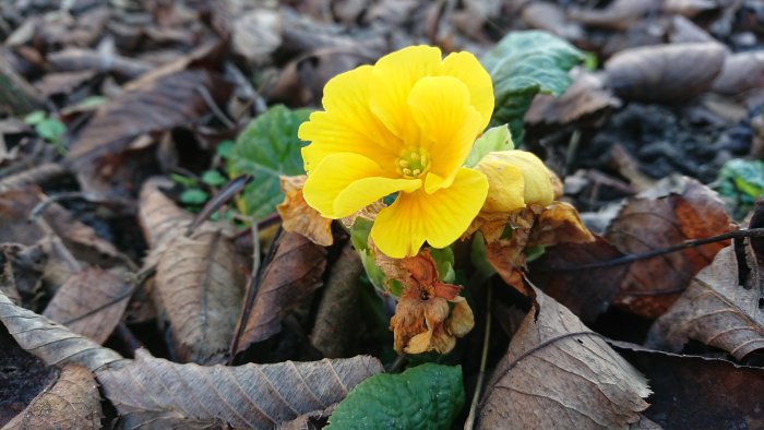 Gul blomma framträder bland brunfärgade löv på marken.