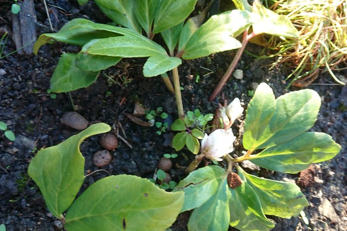 Växt med breda gröna blad och små knoppar i en trädgård med mörk jord och småstenar.