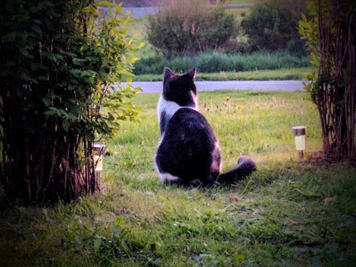 En svartvit katt sitter på en gräsmatta och tittar bort, bredvid buskar och en solcellslampa.