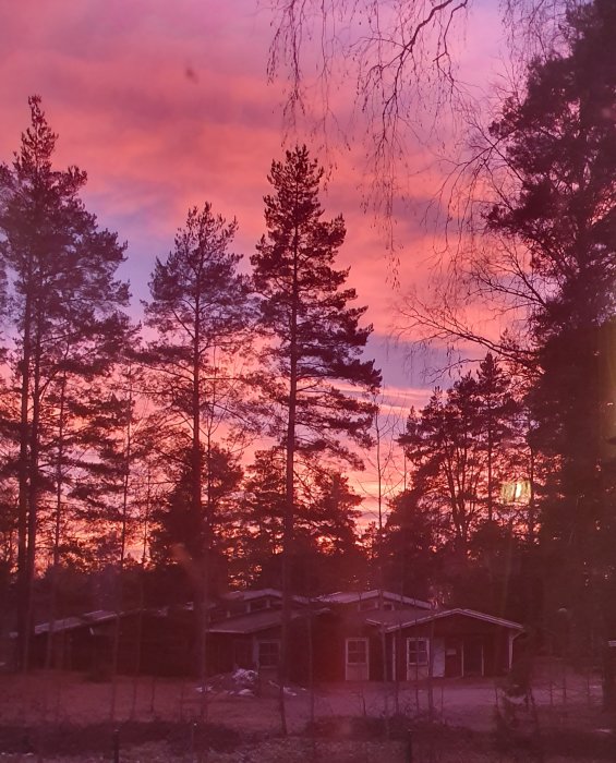 Ett hus med träd vid solnedgång med rosa och röda himmelsfärger.