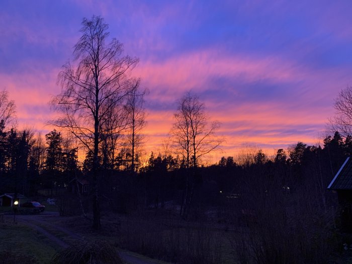 Dramatisk himmel med intensiva lila och rosa nyanser vid solnedgång över en trädgård.