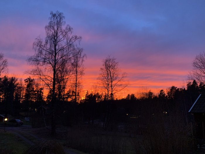 Solnedgång med intensiva röda och lila färger på himlen sett genom silhuetter av träd.