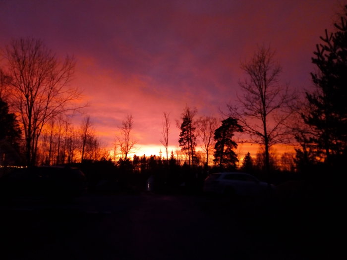 Solnedgång med intensiva rosa och orange nyanser över silhuetter av träd och bilar.