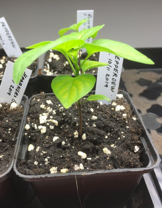 Ung planta med gröna blad i kruka med färsk jord och vitmärkta etiketter.