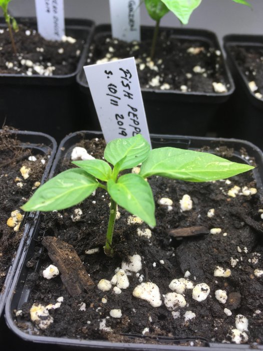 Ung chiliplanta 'Fish Pepper', etiketterad, i jord med vita perlitepartiklar.