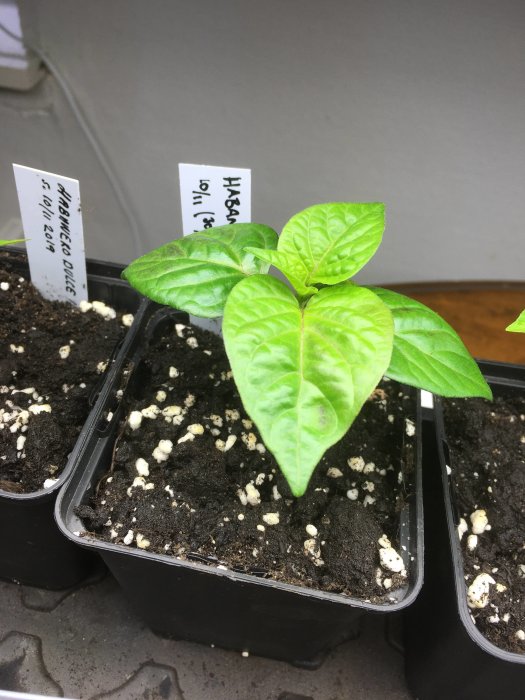 Groddade växtplantor i krukor med etiketter, nyplanterade i jord och ser friska ut.