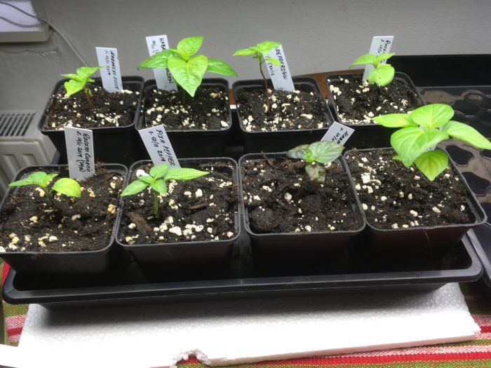 Små växtplantor i krukor märkta med sortnamn, nysatta i jord och ser friska ut.